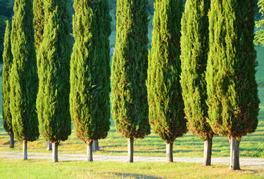 20 MEDITERRANEAN CYPRESS TREE Italian Pencil Pine Cedar Cupressus Sempervirens Stricta Seeds